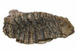 Fossil Woolly Mammoth Molar - Nice Roots #235033-4